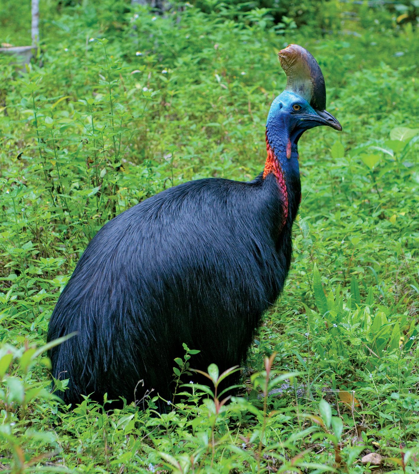 cassowary.jpg